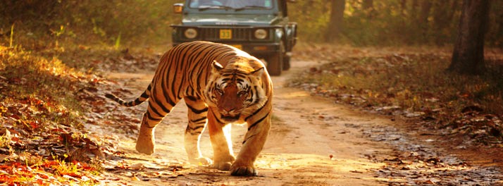 714/Taj Banjaar Tola - Kanha National Park 15.jpg